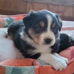 Australian Shepherd Puppies from Amare Aussies