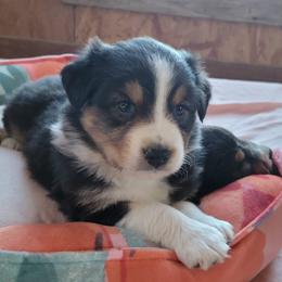 Australian Shepherd Puppies from Amare Aussies