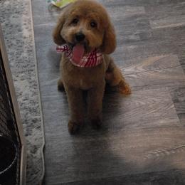 Bourbon - Poodle