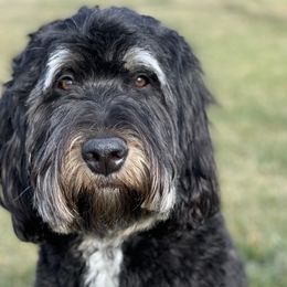 Harlee - Bernedoodle