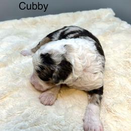 Cubby - Chocolate merle male Bernedoodle puppy in New Ringgold, Pennsylvania from Hawk Mountain Doodles
