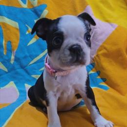 Pink - Black and white female Boston Terrier puppy in Clinton Township, Michigan from Greenberg's Boston Terriers & Bullies of Metro Detroit