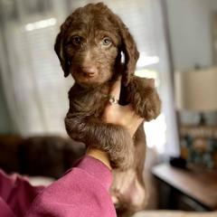 Double Doodle Puppies from Magnolia & Finn Doodles