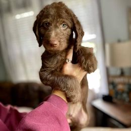 Double Doodle Puppies from Magnolia & Finn Doodles