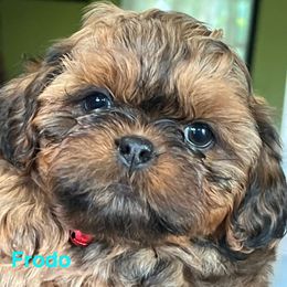 Frodo - Red and tan male Shih Tzu puppy in Bloomfield, Indiana from Meihem Pups