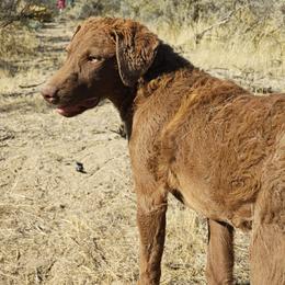 Robin - Brown female Chesapeake Bay Retriever puppy in Soap Lake, Washington from Desert Oasis Kennels