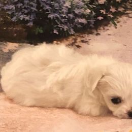 Jellybean - White male Maltese puppy in North Myrtle Beach, South Carolina from Perfect Puppies