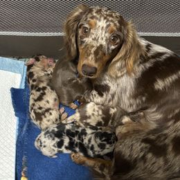 Dachshund puppies from D & F Doxies