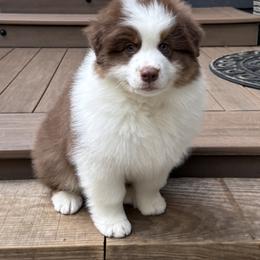 Joey - Red tri-color male Australian Shepherd puppy in Wheaton, Illinois from Patsy Heaven