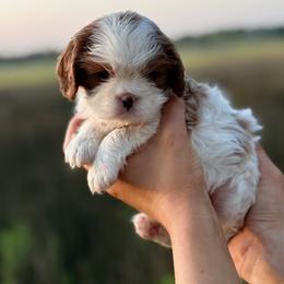Cavalier King Charles Spaniel Puppies from Lauren Muns