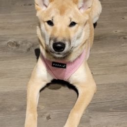 Shiba Inu from Hollywood Shibas