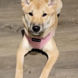 Shiba Inu from Hollywood Shibas