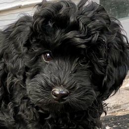 Australian Labradoodle Puppies from Tiny Treasures Australian Labradoodles