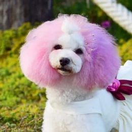 Cavapoos, Cockapoos, Goldendoodles, and Poodles from Pucci Pawfect Doodles