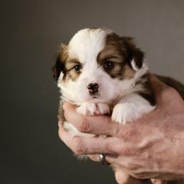 Riley - Sable female Pembroke Welsh Corgi puppy in South Otselic, New York from Ridge Top Corgis