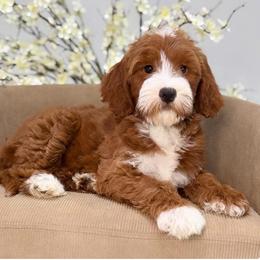 Scarlette - Red  female Goldendoodle puppy in Yuciapa, California from AlltheDoodlez_