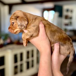Baby - Dapple female Dachshund puppy in Queen Creek, Arizona from Jolly Rogers Dachshunds