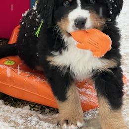 Bernese Mountain Dog Puppies from Breaking Trail Berners
