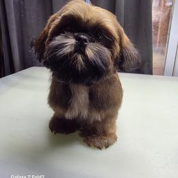 Teela - Red female Shih Tzu puppy in Owensboro, Kentucky from Mackwood Shih Tzu