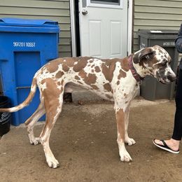 Odin - Great Dane
