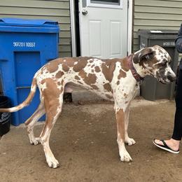 Odin - Great Dane