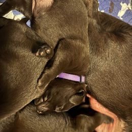 Labrador Retriever Puppies from Naomi's Labrador Retrievers