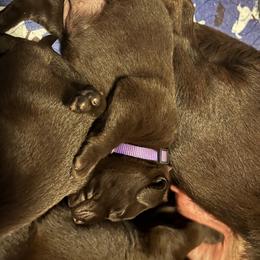Labrador Retriever Puppies from Naomi's Labrador Retrievers