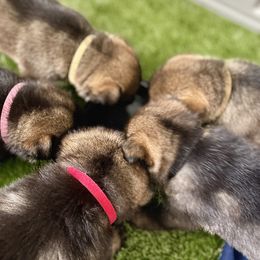 German Shepherd Puppies from Fürstenpalast German Shepherds