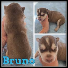 Bruno - Red and white male Siberian Husky puppy in Merrill, Michigan from Haase Family Kennels