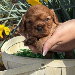Pearl - Ruby female Cavalier King Charles Spaniel puppy in Lula, Georgia from Cavaliers by Crumley