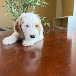 Colin - Parti male Goldendoodle puppy in Barstow, California from Golden Desert Doodles