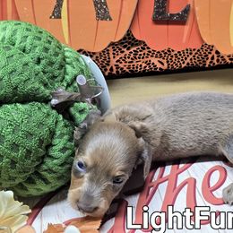 Light Fury - Fawn (isabella) and tan female Dachshund puppy in Vacaville, California from SchmooterBabies