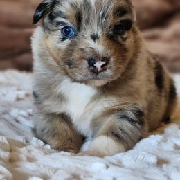 Australian Shepherd and Miniature Australian Shepherd Puppies from KSH Aussie Haven