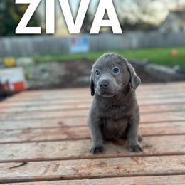 Ziva - Silver female Dilute Retriever puppy in Puyallup, Washington from 12 Door Farm Labradors