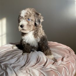 Bernedoodle, Cavapoo, and Goldendoodle Puppies from Doodle Amore
