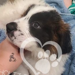 Saint Bernards from Holtz Family Saints