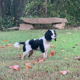 Lydia - Cavalier King Charles Spaniel