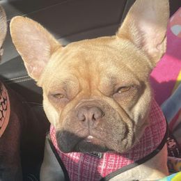 Penny - French Bulldog