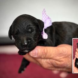 Lavender Collar - Black female Australian Labradoodle puppy in Wake Forest, North Carolina from Lucky Country Labradoodles