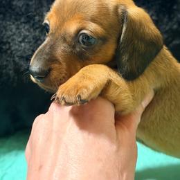 Lucy - Red female Dachshund puppy in Fayetteville, North Carolina from Army of Dachshunds
