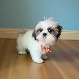 Milo - Tricolor male Shih Tzu puppy in Vernon, Texas from Jennifer's Shih Tzus