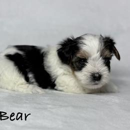 Poo Bear - Black tan and white male Biewer Terrier puppy in Cartersville, Georgia from Alpha Tiny Paws