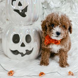 Male 2 - Red  male Poodle puppy in Flint, Michigan from Anytime Doodles
