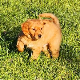 Golden Retriever and Labrador Retriever Puppies from OK GunDogs
