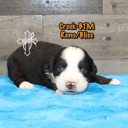 Creek - Black tri male Miniature American Shepherd puppy in Elgin, Oregon from Cross L Miniature American Shepherds