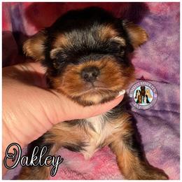 Oakley - Black and tan male Yorkshire Terrier puppy in London, Kentucky from Soto Yorkies