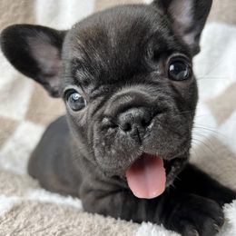 French Bulldogs from Frenchbred Co