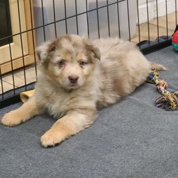 Australian Shepherd Puppies from Whitfarm Aussies