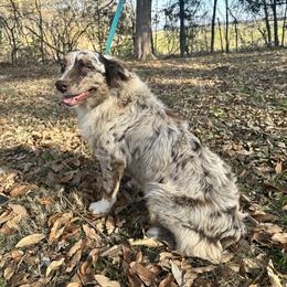 Hazel - Australian Shepherd