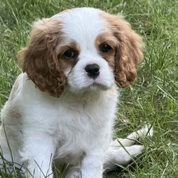 Cavalier King Charles Spaniels from Kara's Cavalier King Charles Spaniels